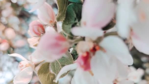 Closeup of apple flowers branch tree in the sunlight in the garden. Spring time concept, vertical video Stock Video
