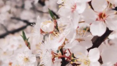 Güneşli bir günde çiçek açan badem dalları arka planda bulanıklaşır. Bahar konsepti