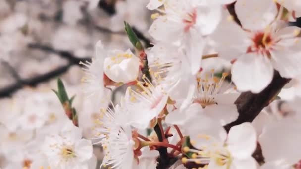 晴れた日には、ぼやけた自然を背景にアーモンドの木の枝が開花します。春のコンセプト — ストック動画