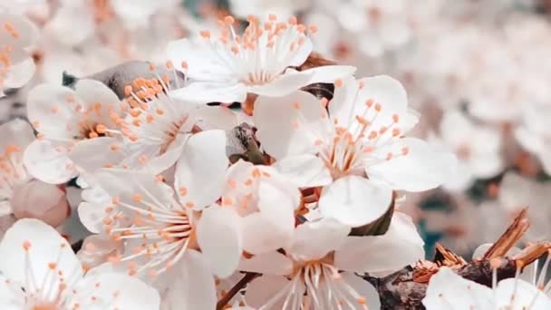 Små randiga bin pollinerar vårens körsbärsblommor en solig dag. Vårkoncept — Stockvideo