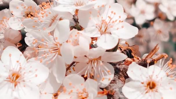 Nahaufnahme gestreifte Biene bestäubt Frühlingskirschblüten an einem sonnigen Tag. Frühjahrskonzept — Stockvideo
