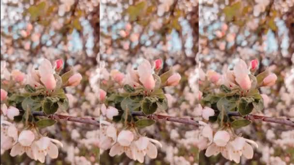 Blommande äppelträd i solljuset med mjukt fokus. Vårrosa blommor bakgrunder. Vertikal video — Stockvideo