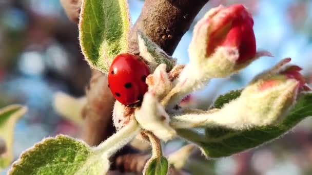 Red ladybug on apple tree branch on a blue background — Stock Video