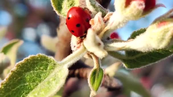 Red ladybug coccinellidae on apple tree branch on a blue background — Stock Video