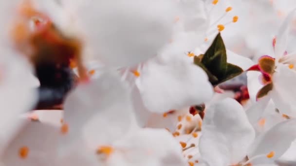 An einem sonnigen Tag den Frühling mit Kirschblüten aus der Nähe betrachten. Frühling rosa Blumen Hintergründe — Stockvideo