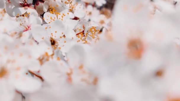 Fermez les fleurs de cerisier de printemps par une journée ensoleillée. Fond fleurs blanches — Video