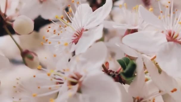 Весной белые абрикосовые цветы цветут на дереве в лучах солнечного света. Красивая природная композиция — стоковое видео