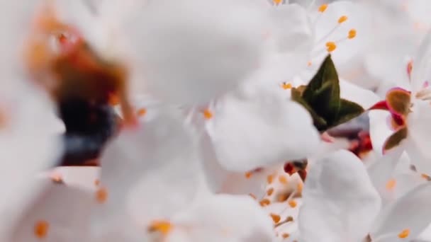 Κοντά στην άνοιξη, λευκά άνθη βερίκοκου ανθίζουν σε ένα δέντρο στις ακτίνες του ήλιου. Όμορφη φυσική σύνθεση — Αρχείο Βίντεο