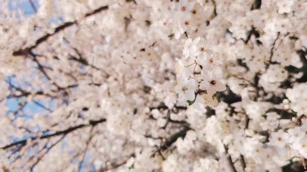 As flores de damasco brancas de primavera florescem em uma árvore nos raios da luz solar. Vídeo vertical, Jardinagem, foco seletivo — Vídeo de Stock