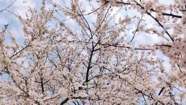 Λευκά άνθη βερίκοκου ανθίζουν στο δέντρο στις ακτίνες του ήλιου. Όμορφο φυσικό κλαδί ανθέων. Κάθετο βίντεο. Όμορφο φυσικό κλαδί ανθέων. — Αρχείο Βίντεο
