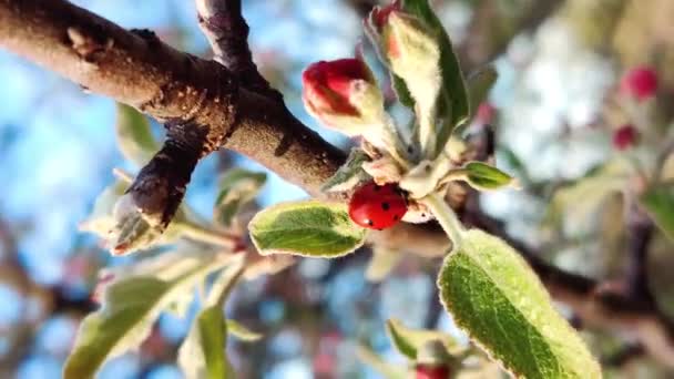 青い背景にリンゴの木の枝に赤いテントウムシcocineldae 。垂直ビデオ — ストック動画