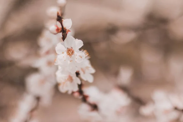 Tavaszi Virágok Sárgabarack Fák Virágzik Kertben — Stock Fotó