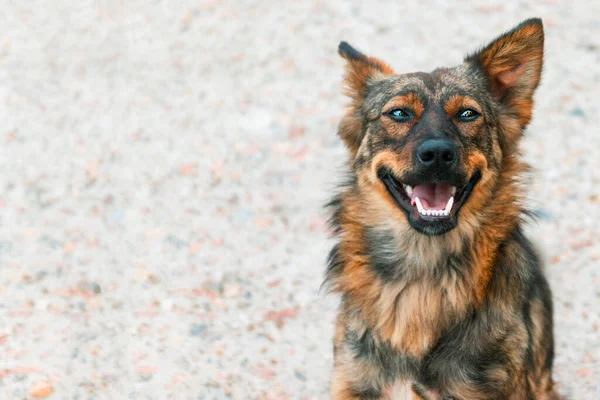 Lustiger Mischlingshund mit abstehenden Ohren blickt mit Kopierraum in die Kamera — Stockfoto