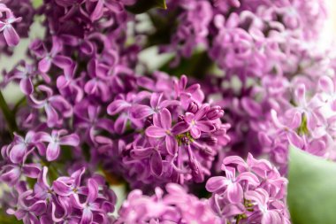 Mor leylak çalısı yeşil bulanık bir arka planda çiçek açar.