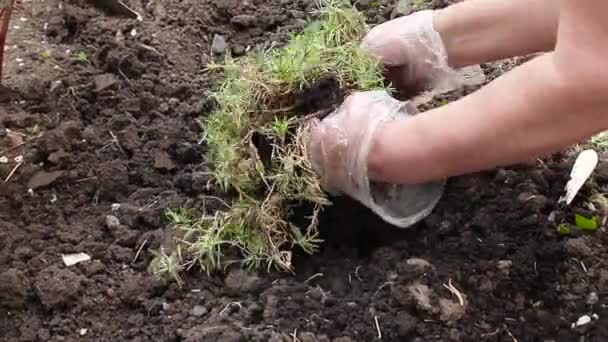 Farmer hands in plastic gloves planting to soil nature eco organic seedling in the vegetable garden. — Stock Video