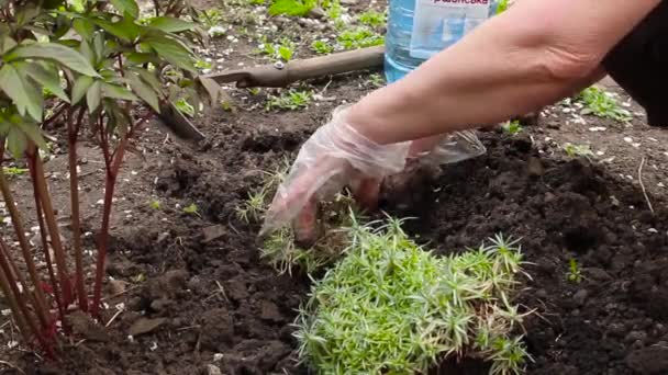 Χέρια αγρότη φύτευση σπόρων στον κήπο — Αρχείο Βίντεο