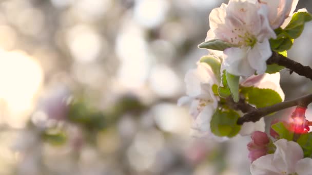 Weiße Apfelbaumblüten blühen im Frühling auf grünen Blättern im Garten — Stockvideo