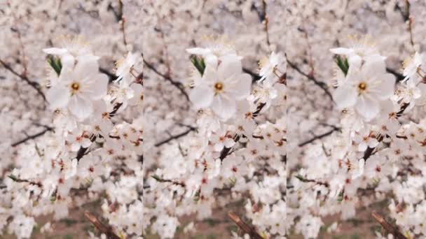 Zárja be a tavaszi virágokat egy napsütéses napon. Tavaszi rózsaszín virágok háttér — Stock videók
