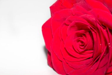 Kırmızı gül beyaz bir arka plan üzerinde kapat