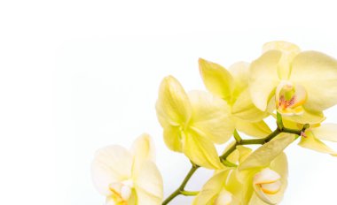 Beyaz arkaplanda sarı rchid izole edildi