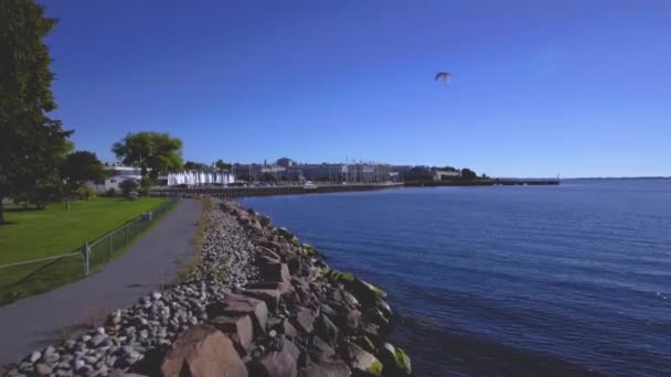 Drone Utsikt Över Steniga Havet Med Flygande Mås Enastående Utsikt — Stockvideo