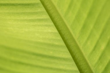 Yakın plan Muz, soyut çizgili doğal arkaplanı kopyalama alanı ile bırakır