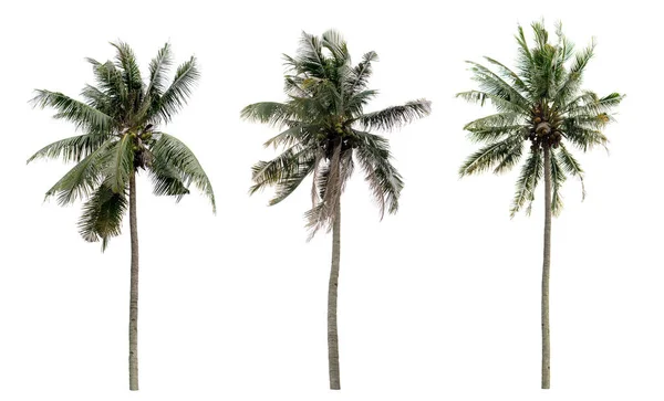 Coleção Três Palm Coco Jardim Isolado Fundo Branco — Fotografia de Stock