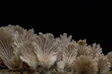 Mantarların çoğaldığı yakın plan, mantarların çoğaldığı ahşap arka plan.