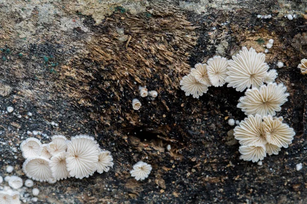特写真菌生长 蘑菇在木材深色背景上 有复制空间 — 图库照片