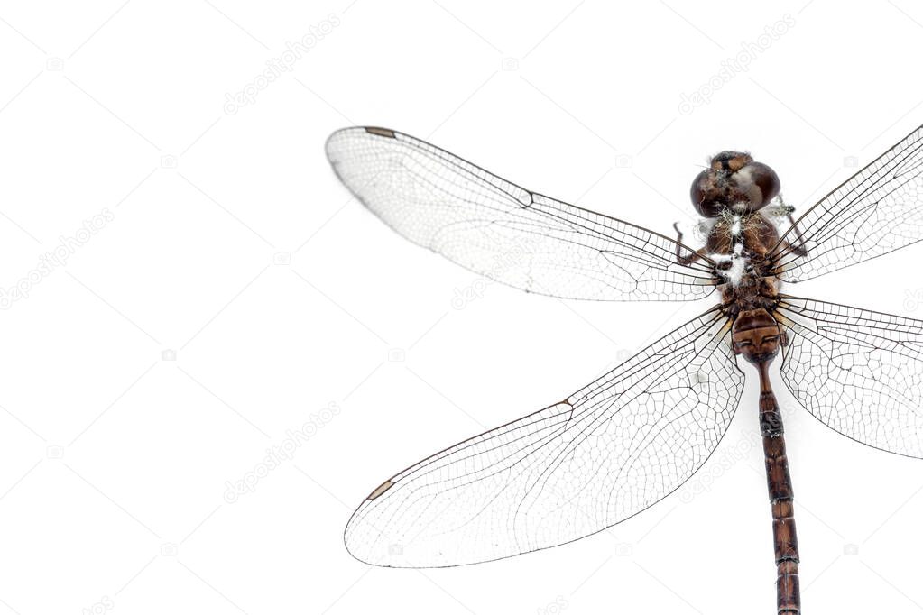 Close-up Dragonfly stuffed isolated on white background,top view