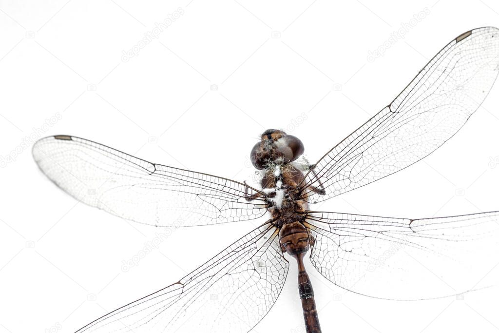Close-up Dragonfly stuffed isolated on white background,top view