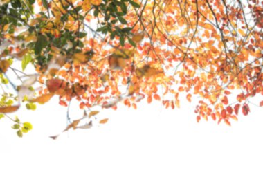 Soyut bulanıklık, metin, soyut bulanık arkaplan için kopyalama alanı olan beyaz arkaplan üzerindeki yeşil ve sarıyı terk eder