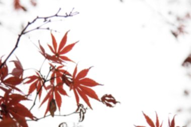 Soyut bulanık güzel renkli akçaağaç yaprakları kopya alanı, soyut bulanık arkaplan