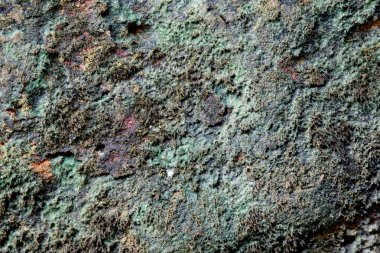 Yeşil yosun kaplı taş dokusu, arkaplan