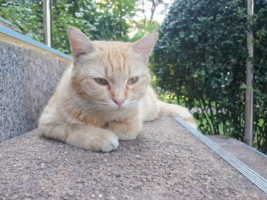 Kahverengi kedi uyuyor, merdivenlerde..