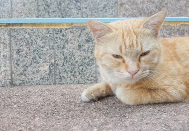 Kahverengi kedi uyuyor, merdivenlerde..