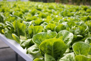 Fotokopi alanı olan yeşil marul sebzeleri, hidrofonik sebzeler.