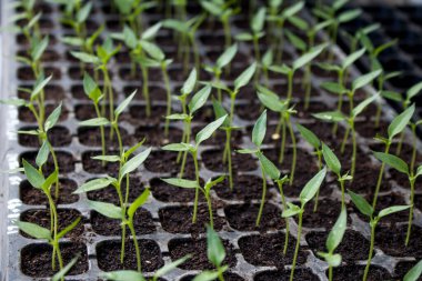 Siyah çaydanlıkta genç bitkiler, tarım tohumları için bebek bitkileri.