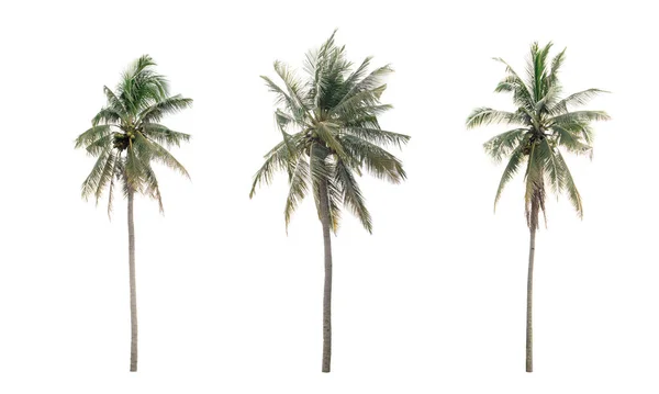 Palm Kokosnoot Geïsoleerd Witte Achtergrond — Stockfoto
