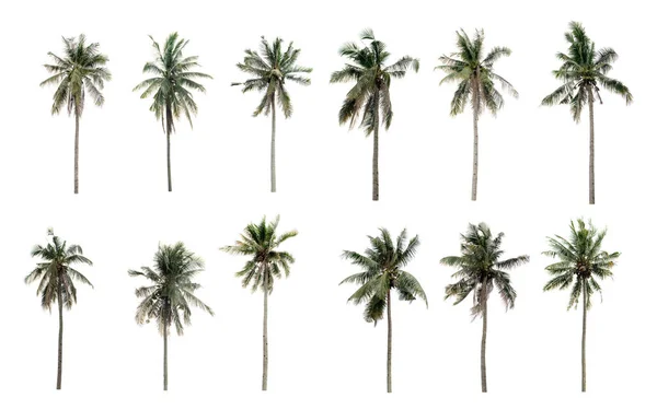 コレクション白い背景に隔離された庭をココナッツ異なるヤシ — ストック写真