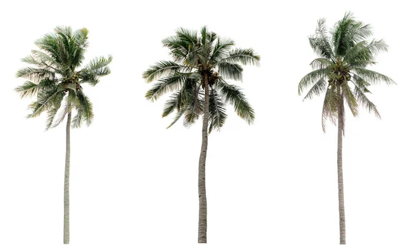 Green Coconut Palm Trees Garden Isolated White Background — Stock Photo, Image