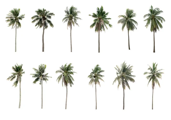 Coleção Palmas Diferentes Coco Jardim Isolado Fundo Branco — Fotografia de Stock