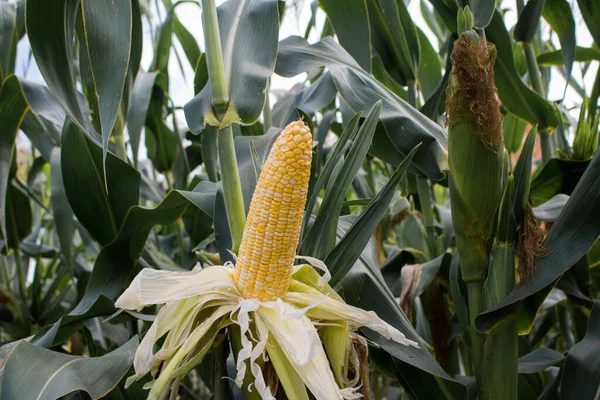 Close-up  sweet corn on stalk in field