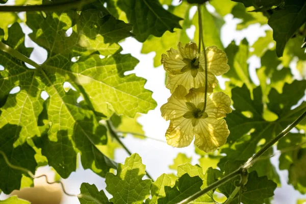 Green leave Balsam apple  on blue Cloud sky background