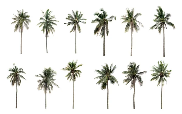 Collection Different Palms Coconut Garden Isolated White Background Stok Foto