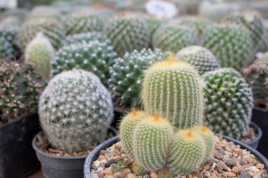 Siyah tencerelerde farklı sulu ve kaktüsler, üstte veya üstte.