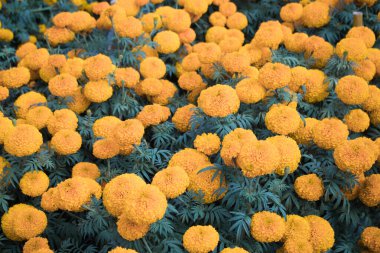 Bahçe çiçekleri. Sabah kalktığında.