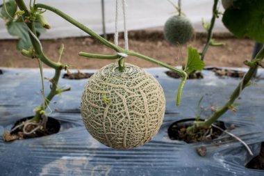 Bahçedeki kavun fotokopi alanı ile hasat etmeye hazır