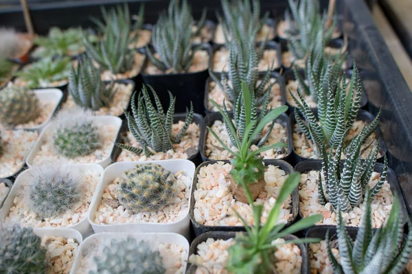 Diverse Piante Grasse Cactus Vasi Neri Sopraelevati Vista Dall Alto — Foto Stock