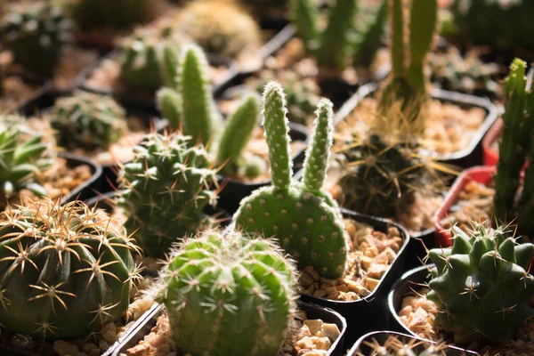 Différents Succulents Cactus Pots Noirs Vue Aérienne Dessus — Photo